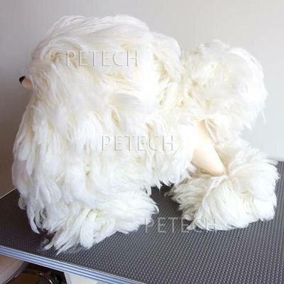 レッスンドッグ・パピー | petech(ペテック)本店 ペット